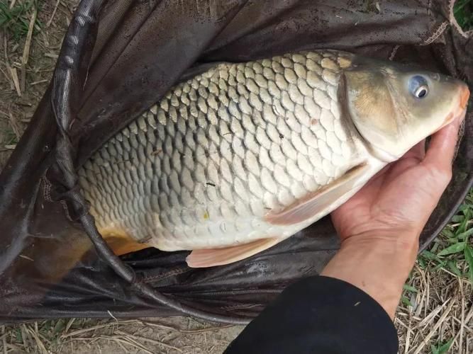 鯉魚(yú)圖片真實(shí)照片