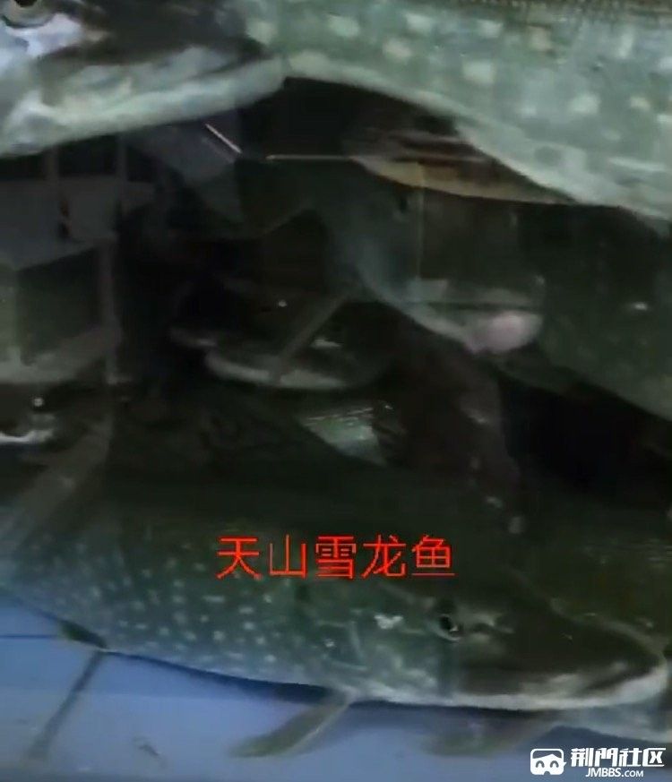 雪龍魚為什么這么稀有？