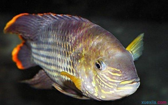紅龍魚的養殖方法和技術視頻：紅龍魚養殖方法和技術要點