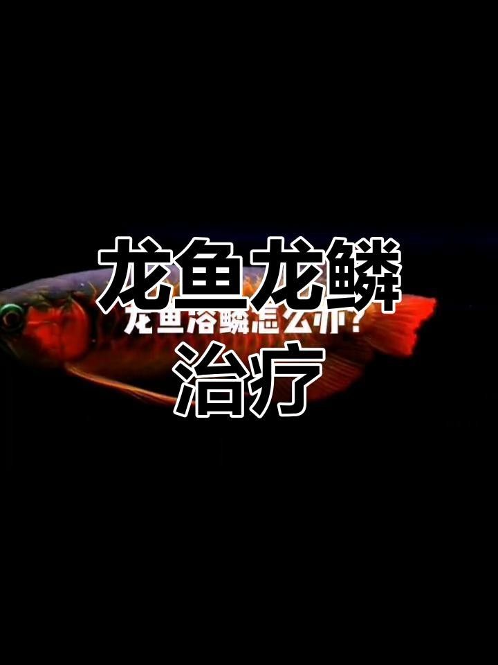龍魚溶鱗后顏色多久能恢復？ 龍魚溶鱗后顏色多久能恢復？ 龍魚百科 第3張