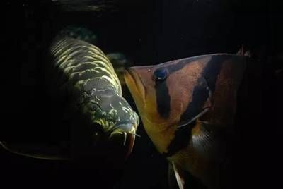 龍魚配幾條虎魚最好（將龍魚和虎魚混養時，有幾個因素需要考慮，）