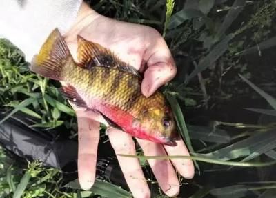 白子關刀魚營養均衡餌料選擇，