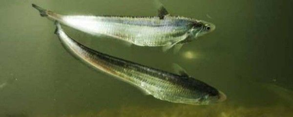 白子關刀魚營養均衡餌料選擇，