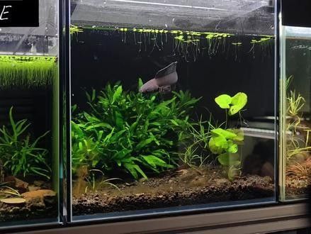 雷龍魚苗喂什么