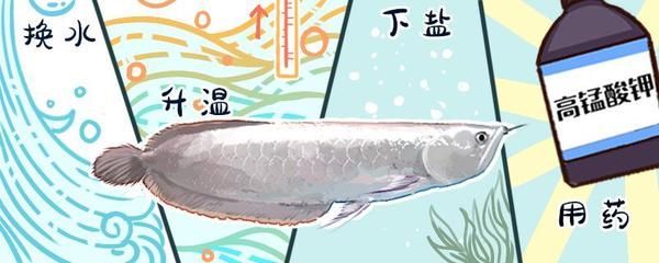 銀龍魚撞缸預示著什么（飼養環境不適）