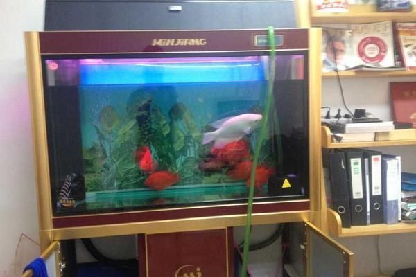 魚缸天天換水好嗎，如何正確維護魚缸水質