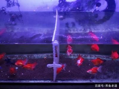 魚缸天天換水好嗎，如何正確維護魚缸水質