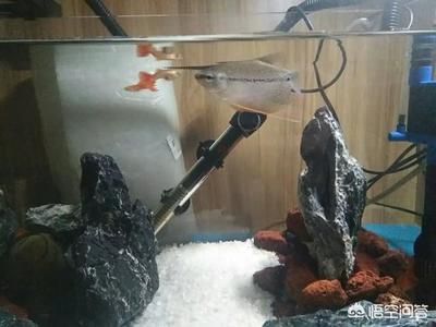 魚缸天天換水好嗎，如何正確維護魚缸水質