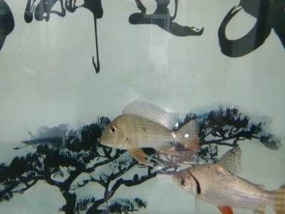 龍魚交易吧（龍魚交易平臺對比分析龍魚養護成本詳細解析）