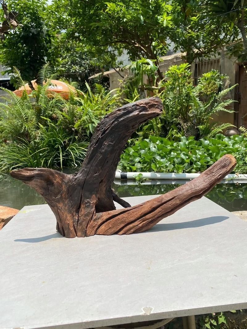 有哪些沉木適合養龍魚？