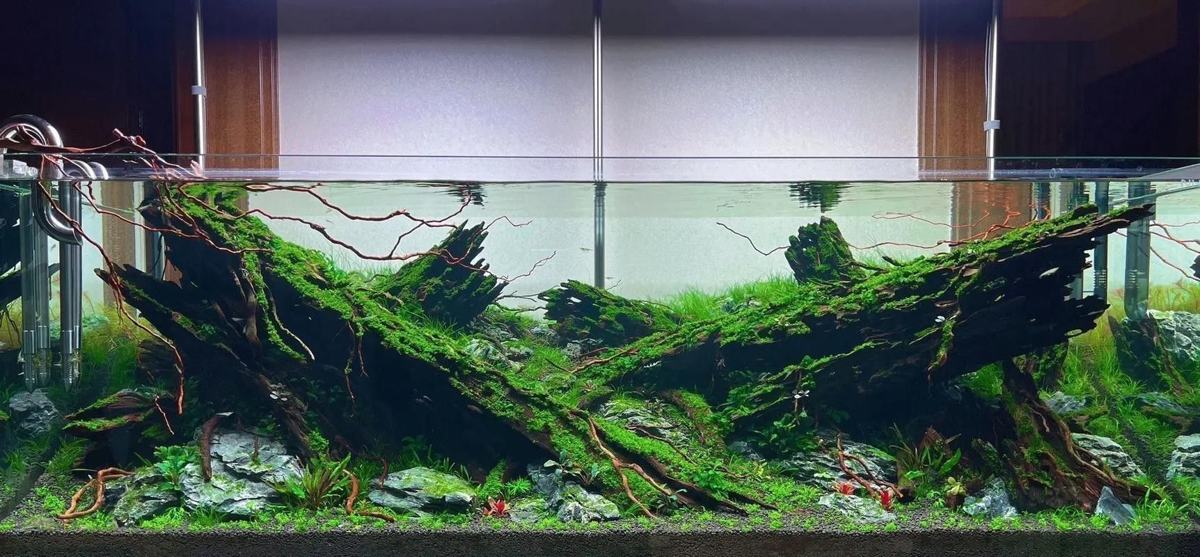 有哪些沉木適合養龍魚？