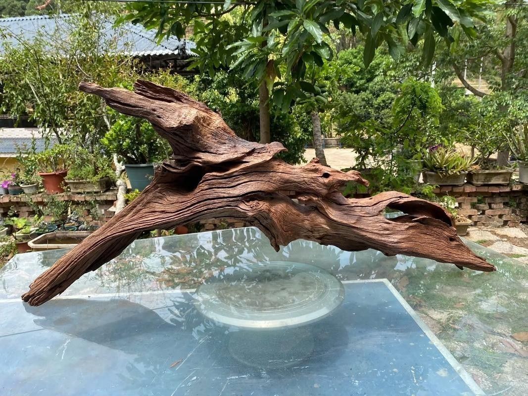 有哪些沉木適合養龍魚？