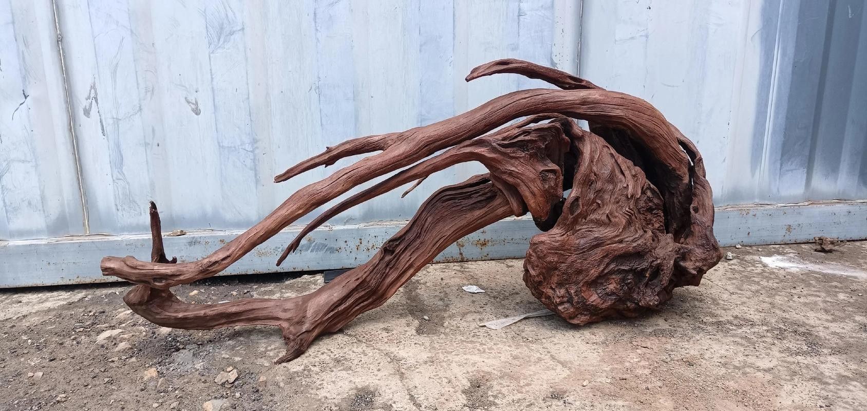 有哪些沉木適合養龍魚？