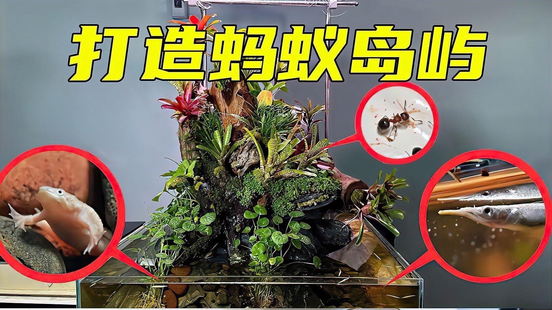 有哪些沉木適合養龍魚？