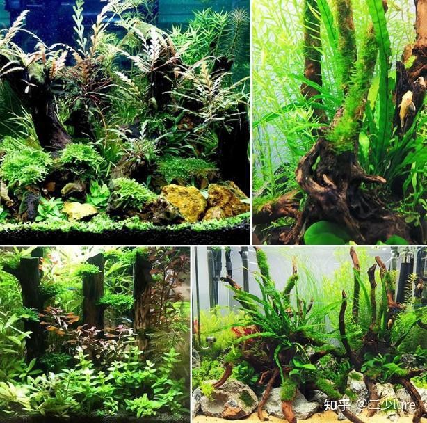 有哪些沉木適合養龍魚？