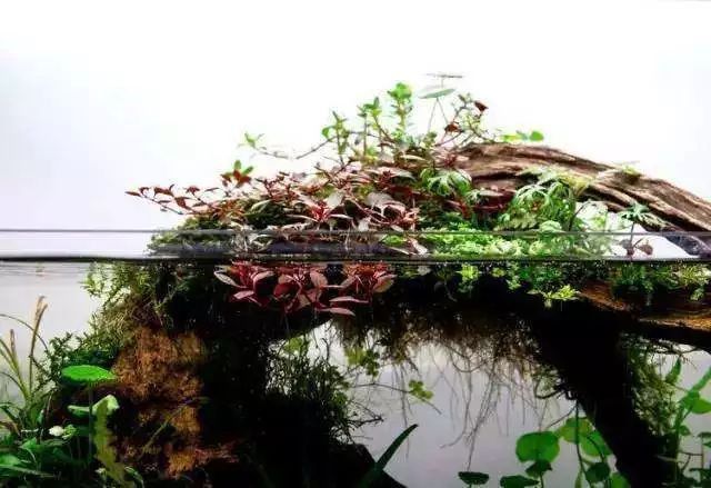 有哪些沉木適合養龍魚？