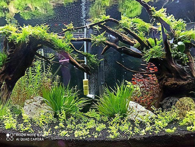 有哪些沉木適合養龍魚？