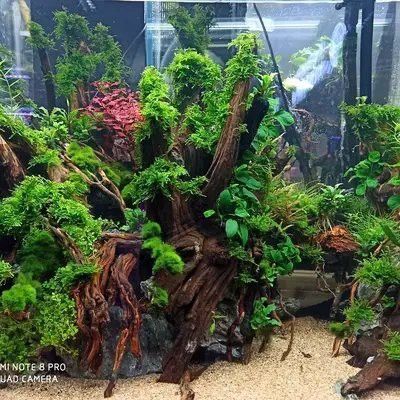 有哪些沉木適合養龍魚？