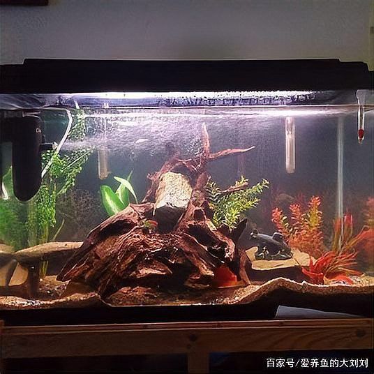 有哪些沉木適合養龍魚？