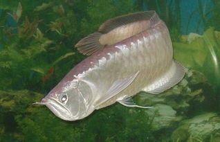阿里巴巴和金龍魚(yú)哪個(gè)好做一點(diǎn)