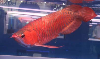 龍魚適合的生活水溫是多少度？：龍魚適合的生活水溫為24-29攝氏度