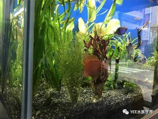 一般魚缸用幾年會漏水呢為什么（如何正確保養魚缸延長壽命）