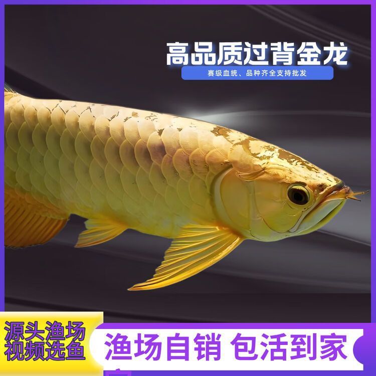 金龍魚苗的價格范圍是多少？