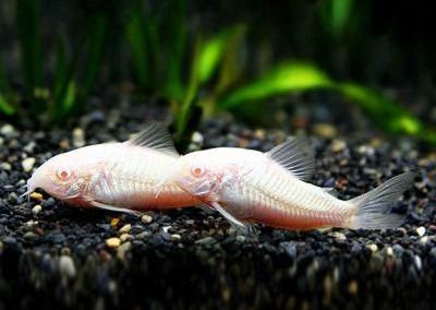 龍魚會吃鼠魚嗎：龍魚會吃鼠魚嗎，