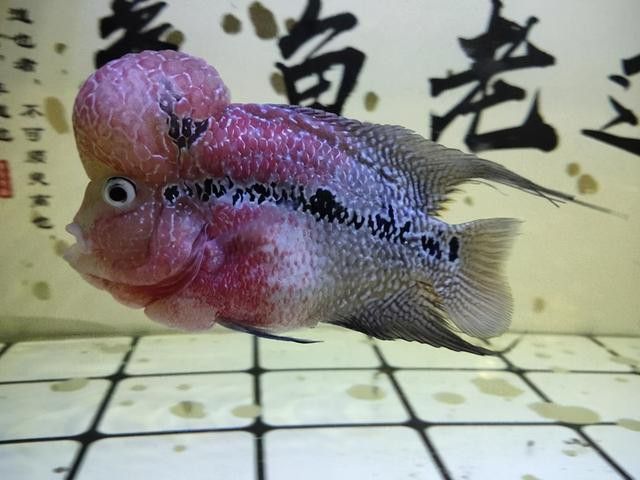 蘆薈膠對(duì)龍魚頭部撞傷有效嗎？