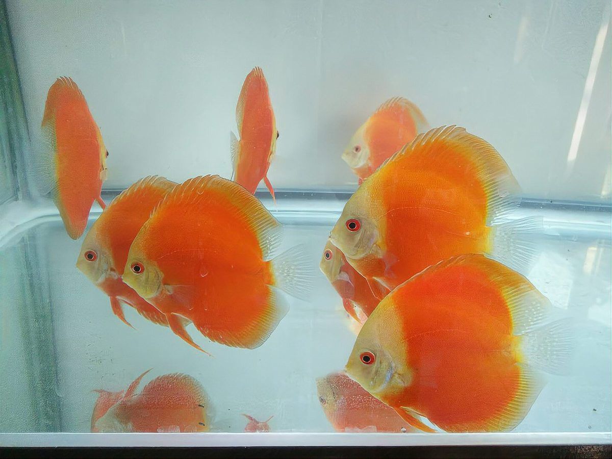 蘆薈膠對(duì)龍魚頭部撞傷有效嗎？