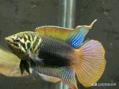 中國最常見的觀賞魚：中國比較常見的幾種觀賞魚種類，適合養在草缸中，