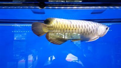 山東省濟(jì)南市龍魚(yú)養(yǎng)殖基地電話(如何查詢山東省濟(jì)南市龍魚(yú)養(yǎng)殖基地) 龍魚(yú)百科 第4張 山東省濟(jì)南市龍魚(yú)養(yǎng)殖基地電話(如何查詢山東省濟(jì)南市龍魚(yú)養(yǎng)殖基地) 山東省濟(jì)南市龍魚(yú)養(yǎng)殖基地電話(如何查詢山東省濟(jì)南市龍魚(yú)養(yǎng)殖基地) 龍魚(yú)百科 第4張