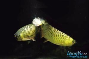 龍魚內寄外寄最忌諱三個原因 龍魚內寄外寄最忌諱三個原因 龍魚百科 第7張