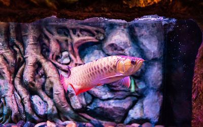 龍魚趴缸是什么癥狀啊（龍魚趴缸是一種常見的現(xiàn)象，可能由多種原因引起）