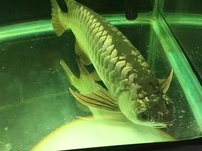 龍魚趴缸是什么癥狀啊（龍魚趴缸是一種常見的現(xiàn)象，可能由多種原因引起）