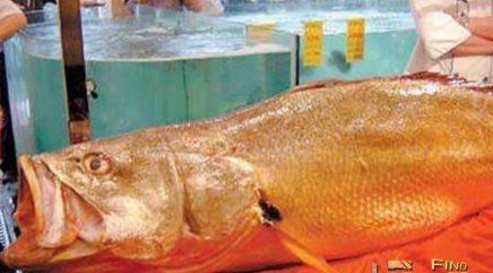 紅龍魚(yú)如何分公母圖解（紅龍魚(yú)公母怎么分？）