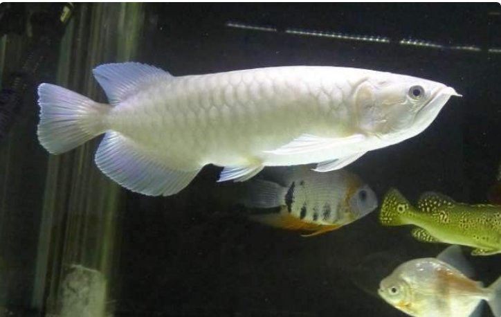新加坡綠龍魚是什么魚