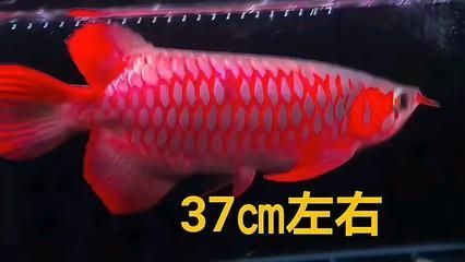 辣椒紅龍魚苗市價多少錢：辣椒紅龍魚苗的市價并不是固定不變的，而是受到多種因素影響