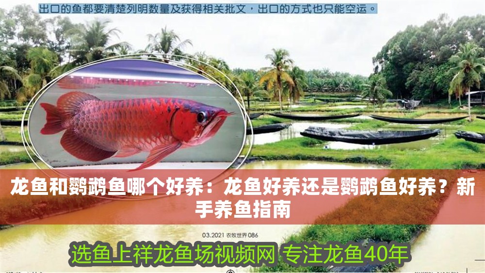 龍魚和鸚鵡魚哪個好養：龍魚好養還是鸚鵡魚好養？新手養魚指南