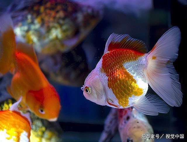 魚總是浮在水面上怎么回事
