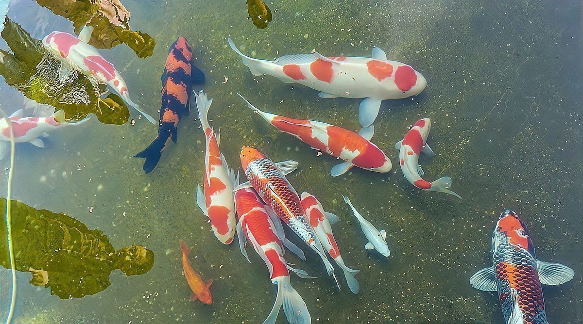 魚總是浮在水面上怎么回事