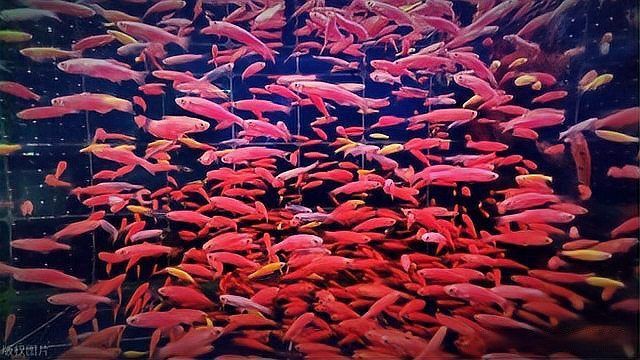 魚總是浮在水面上怎么回事