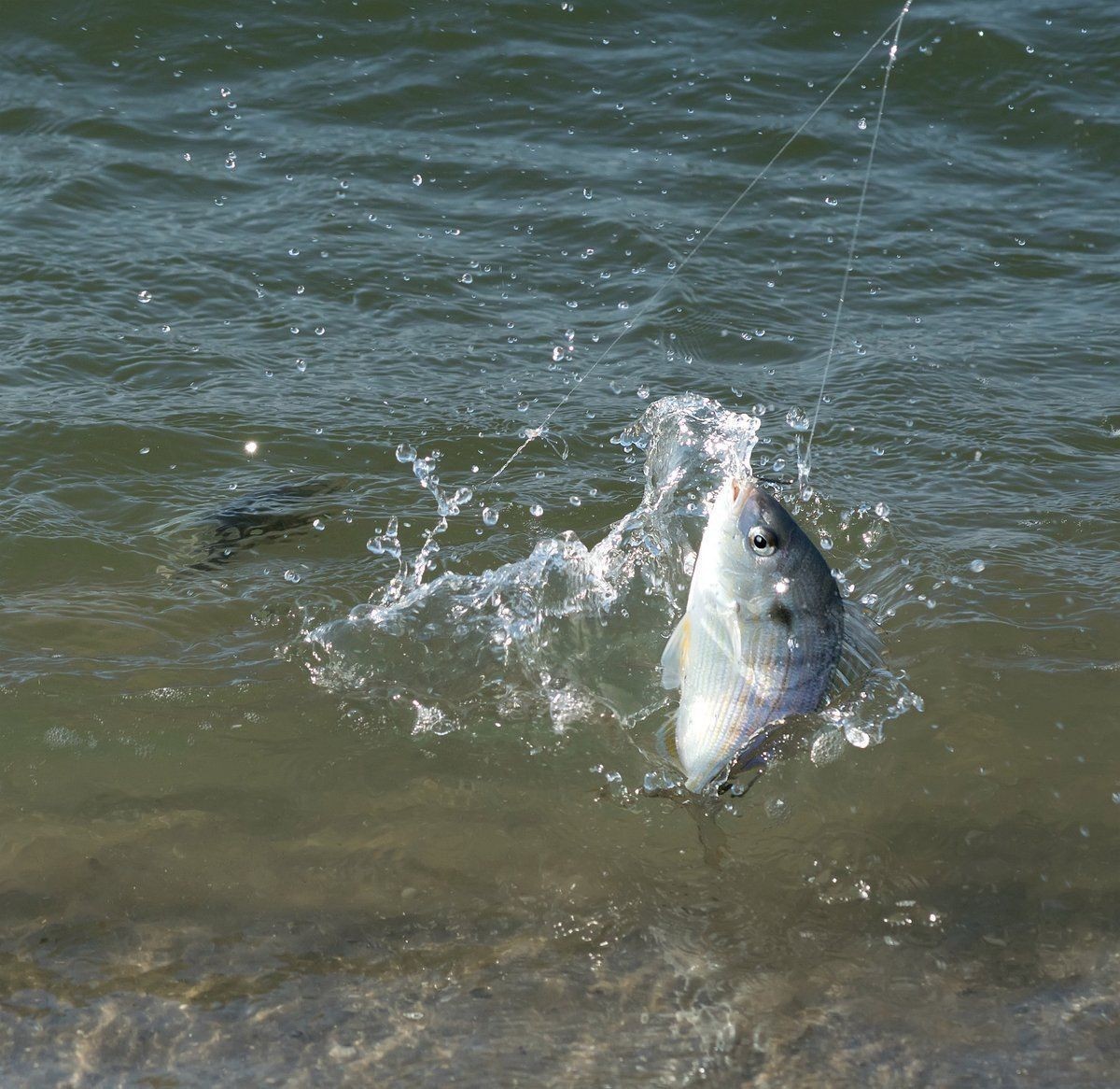 魚總是浮在水面上怎么回事