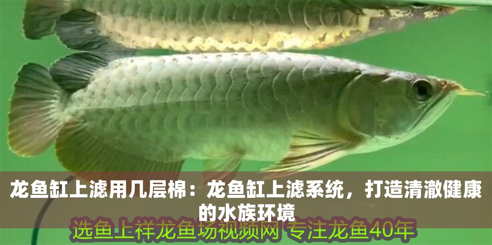 龍魚缸上濾用幾層棉：龍魚缸上濾系統，打造清澈健康的水族環境