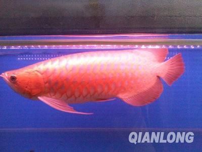 龍魚進貨渠道（如何找到可靠的龍魚供應商）