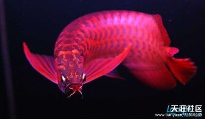 龍魚論壇官網(wǎng)首頁：龍魚論壇官網(wǎng)首頁提供了一個(gè)交流和分享關(guān)于龍魚養(yǎng)護(hù)、繁殖以及相關(guān)知識(shí)的平臺(tái)