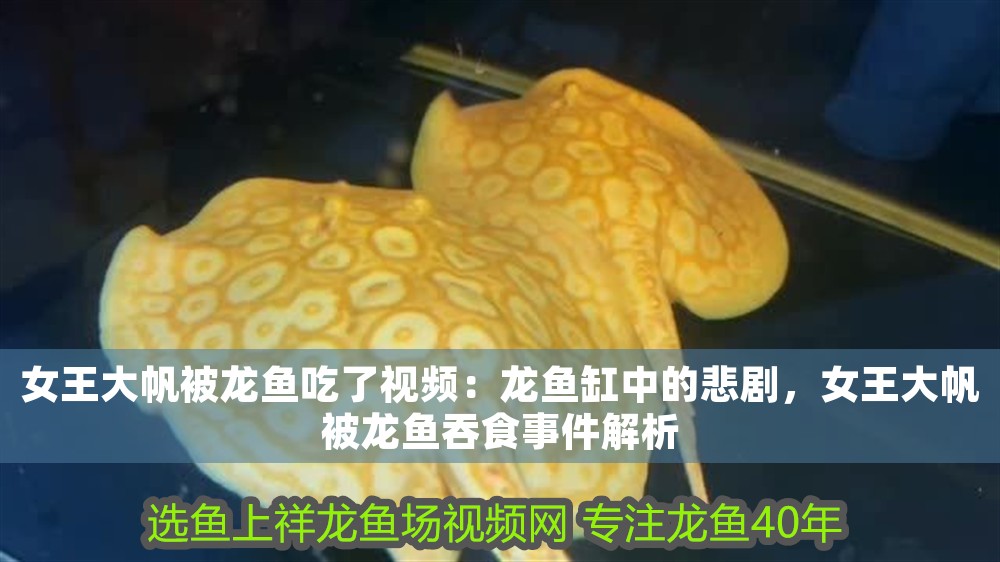 女王大帆被龍魚吃了視頻：龍魚缸中的悲劇，女王大帆被龍魚吞食事件解析