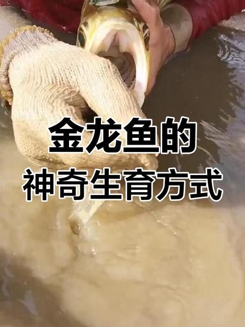 金龍魚幾年成熟了 龍魚百科 第5張 金龍魚幾年成熟了 金龍魚幾年成熟了 龍魚百科 第5張