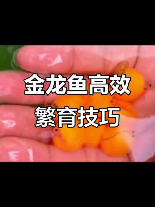 金龍魚幾年成熟了 龍魚百科 第4張 金龍魚幾年成熟了 金龍魚幾年成熟了 龍魚百科 第4張