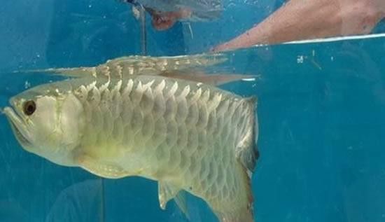 金龍魚幾年成熟了 金龍魚幾年成熟了 龍魚百科 第8張